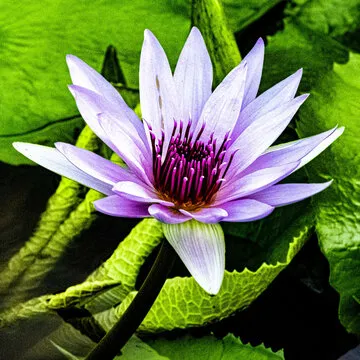 澳洲幸运10手机app下载二维码